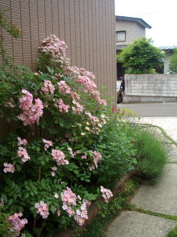 f0157414_209178.jpg