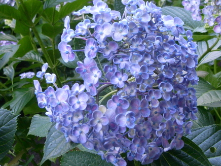 c0199627_8162749.jpg