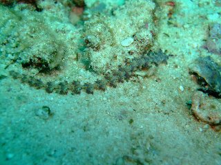 b0003235_4104134.jpg