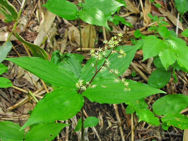 b0097836_10221873.jpg