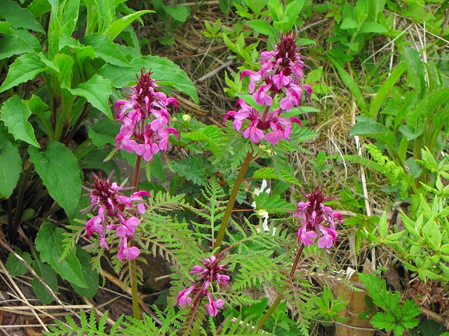 b0097836_10392613.jpg