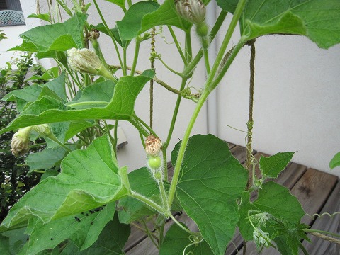 e0051142_2491620.jpg