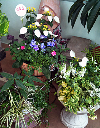 a0068151_8531838.jpg