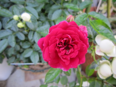 c0202870_0473928.jpg