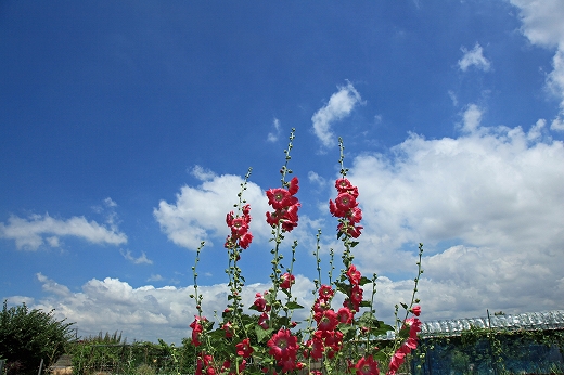 e0190885_200342.jpg