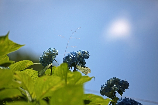 e0190885_201471.jpg