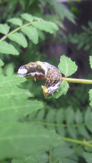 e0175288_2126281.jpg