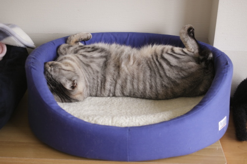猫ベッドでへそ天になるお嬢さん