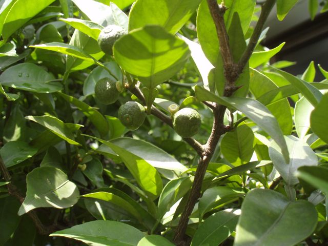 f0130894_21294265.jpg