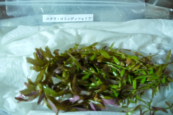c0225297_101222100.jpg