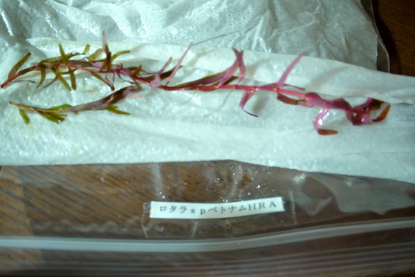 c0225297_1012835.jpg