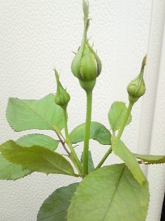 e0098908_2253472.jpg