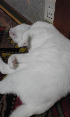 c0180209_2394035.jpg