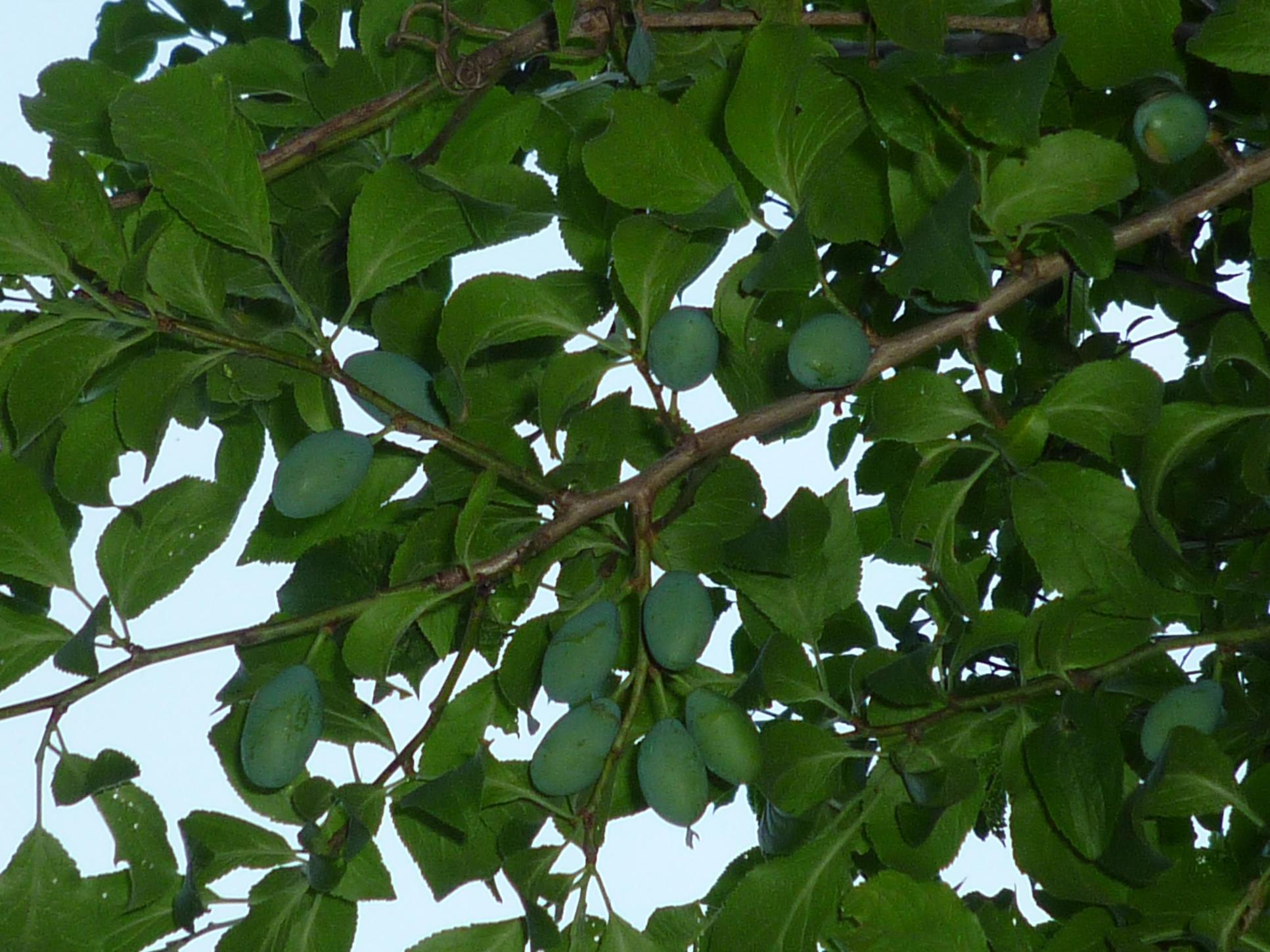b0035611_2131058.jpg