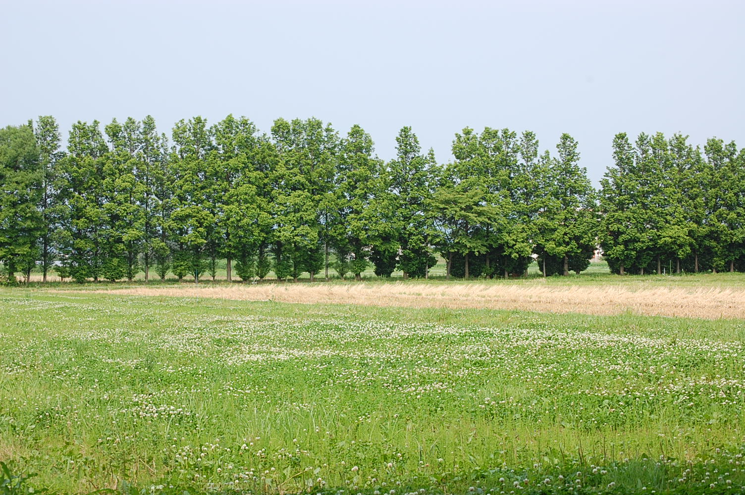 e0055138_1203533.jpg