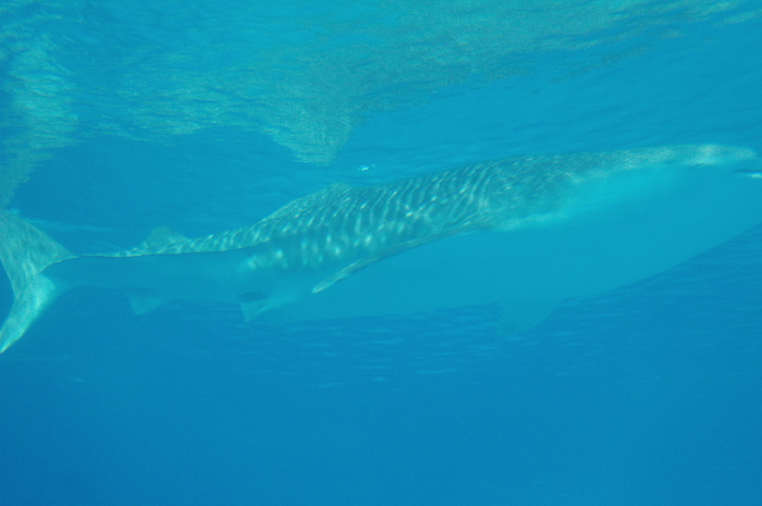 f0114954_1053074.jpg