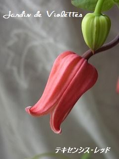 e0118257_1618316.jpg