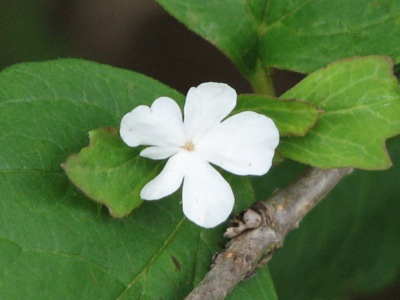 d0050472_1442699.jpg