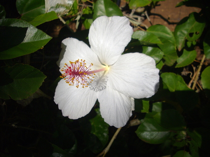 e0180177_192162.jpg