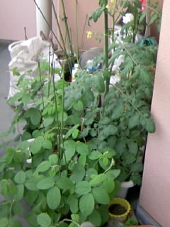 f0007079_2065013.jpg