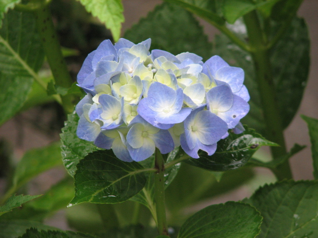 e0052690_5534263.jpg