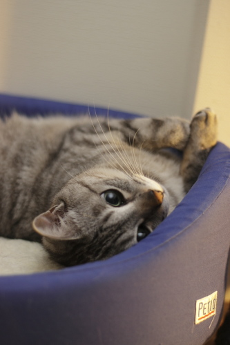 猫ベッドから期待の眼差しを窓に向けるお嬢さん