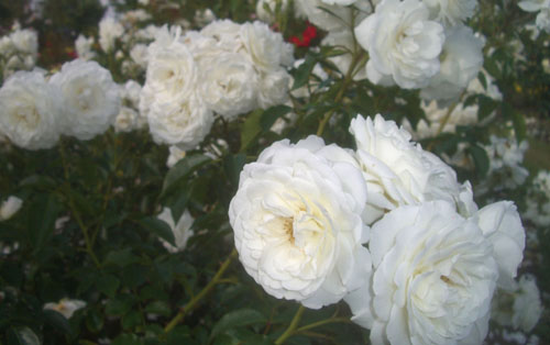 b0099994_13534490.jpg
