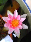 f0053615_2165746.jpg