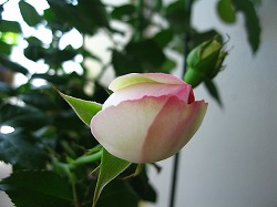 a0111621_8283676.jpg