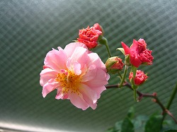 a0111621_8301212.jpg