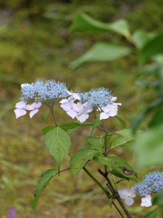 c0219737_13294297.jpg