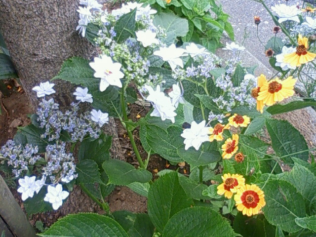 a0163738_314215.jpg