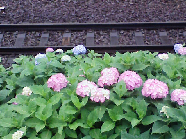 e0089438_2055504.jpg