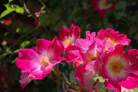 d0092439_23543940.jpg