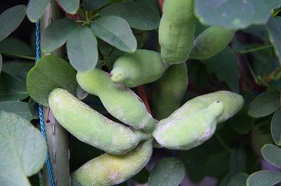 c0153740_440297.jpg