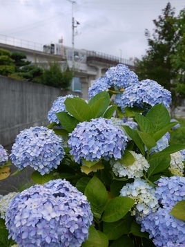 e0193051_8451120.jpg
