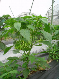 f0055264_20551251.jpg