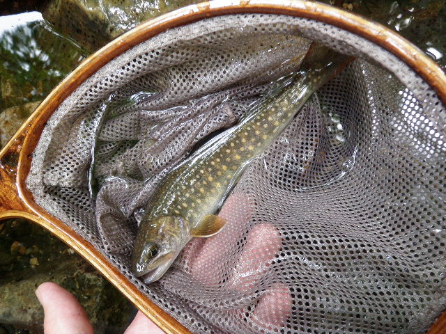 b0120066_16325127.jpg