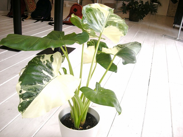 f0224266_1543658.jpg