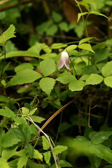 e0054067_056592.jpg
