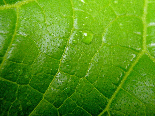 a0007388_7443066.jpg
