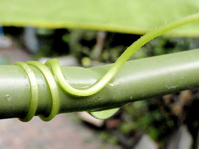 a0007388_744430.jpg