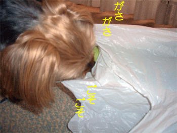 c0143711_20352980.gif