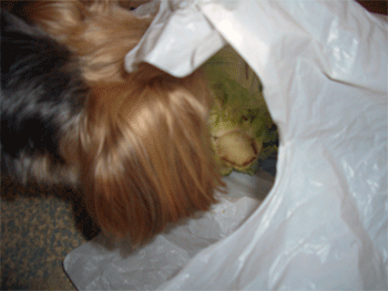 c0143711_20354972.gif
