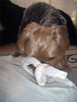 c0143711_20361688.gif