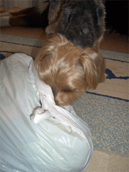 c0143711_2036416.gif