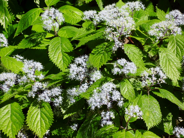 d0170615_2255596.jpg