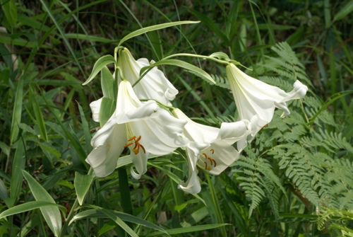 c0042418_8494790.jpg