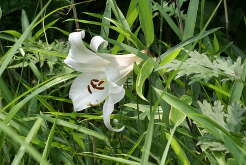 c0042418_8502658.jpg