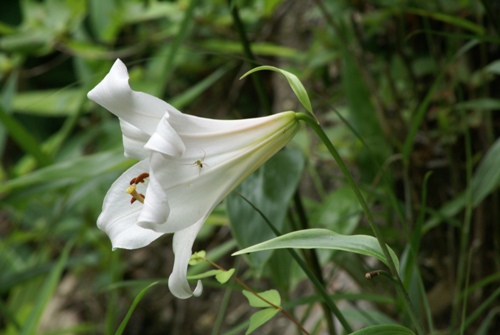 c0042418_8504583.jpg